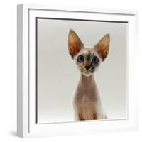 Domestic Cat, 16-Week, Female Tabby-Point Devon Si-Rex-Jane Burton-Framed Photographic Print