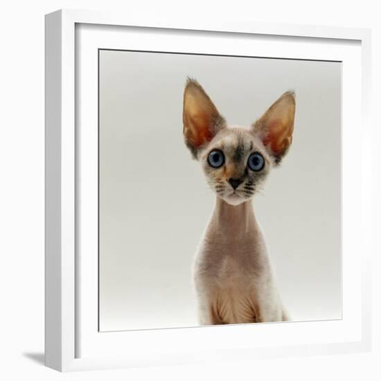 Domestic Cat, 16-Week, Female Tabby-Point Devon Si-Rex-Jane Burton-Framed Photographic Print