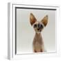 Domestic Cat, 16-Week, Female Tabby-Point Devon Si-Rex-Jane Burton-Framed Photographic Print