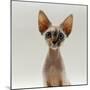 Domestic Cat, 16-Week, Female Tabby-Point Devon Si-Rex-Jane Burton-Mounted Photographic Print