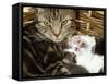 Domestic Cat, 2-Week Tabby and White Kitten Plays with Her Mother's Whiskers in Basket-Jane Burton-Framed Stretched Canvas