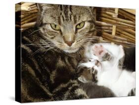 Domestic Cat, 2-Week Tabby and White Kitten Plays with Her Mother's Whiskers in Basket-Jane Burton-Stretched Canvas