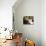 Domestic Cat, 2-Week Tabby and White Kitten Plays with Her Mother's Whiskers in Basket-Jane Burton-Photographic Print displayed on a wall