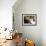 Domestic Cat, 2-Week Tabby and White Kitten Plays with Her Mother's Whiskers in Basket-Jane Burton-Framed Photographic Print displayed on a wall