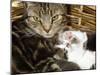 Domestic Cat, 2-Week Tabby and White Kitten Plays with Her Mother's Whiskers in Basket-Jane Burton-Mounted Photographic Print