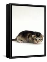 Domestic Cat, 2-Week Ticked-Tabby Kitten-Jane Burton-Framed Stretched Canvas