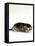 Domestic Cat, 2-Week Ticked-Tabby Kitten-Jane Burton-Framed Stretched Canvas