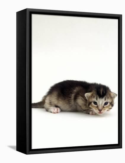 Domestic Cat, 2-Week Ticked-Tabby Kitten-Jane Burton-Framed Stretched Canvas