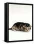 Domestic Cat, 2-Week Ticked-Tabby Kitten-Jane Burton-Framed Stretched Canvas