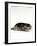 Domestic Cat, 2-Week Ticked-Tabby Kitten-Jane Burton-Framed Photographic Print