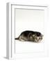 Domestic Cat, 2-Week Ticked-Tabby Kitten-Jane Burton-Framed Photographic Print