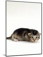 Domestic Cat, 2-Week Ticked-Tabby Kitten-Jane Burton-Mounted Photographic Print