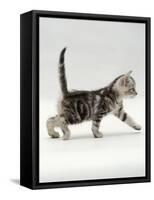 Domestic Cat, 3-Week, Silver Tabby Male Kitten-Jane Burton-Framed Stretched Canvas