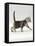 Domestic Cat, 3-Week, Silver Tabby Male Kitten-Jane Burton-Framed Stretched Canvas