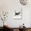 Domestic Cat, 3-Week, Silver Tabby Male Kitten-Jane Burton-Photographic Print displayed on a wall