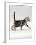 Domestic Cat, 3-Week, Silver Tabby Male Kitten-Jane Burton-Framed Photographic Print