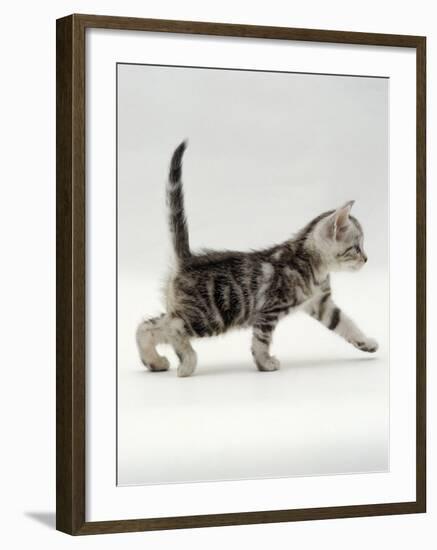 Domestic Cat, 3-Week, Silver Tabby Male Kitten-Jane Burton-Framed Photographic Print