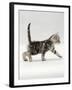 Domestic Cat, 3-Week, Silver Tabby Male Kitten-Jane Burton-Framed Photographic Print