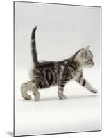 Domestic Cat, 3-Week, Silver Tabby Male Kitten-Jane Burton-Mounted Photographic Print