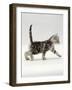 Domestic Cat, 3-Week, Silver Tabby Male Kitten-Jane Burton-Framed Photographic Print