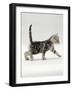 Domestic Cat, 3-Week, Silver Tabby Male Kitten-Jane Burton-Framed Photographic Print