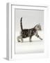 Domestic Cat, 3-Week, Silver Tabby Male Kitten-Jane Burton-Framed Photographic Print