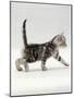 Domestic Cat, 3-Week, Silver Tabby Male Kitten-Jane Burton-Mounted Photographic Print