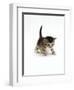 Domestic Cat, 3-Week Ticked-Tabby Kitten-Jane Burton-Framed Premium Photographic Print