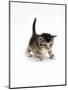 Domestic Cat, 3-Week Ticked-Tabby Kitten-Jane Burton-Mounted Premium Photographic Print