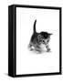 Domestic Cat, 3-Week Ticked-Tabby Kitten-Jane Burton-Framed Stretched Canvas