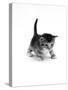 Domestic Cat, 3-Week Ticked-Tabby Kitten-Jane Burton-Stretched Canvas