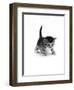 Domestic Cat, 3-Week Ticked-Tabby Kitten-Jane Burton-Framed Premium Photographic Print