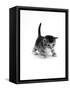 Domestic Cat, 3-Week Ticked-Tabby Kitten-Jane Burton-Framed Stretched Canvas