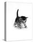 Domestic Cat, 3-Week Ticked-Tabby Kitten-Jane Burton-Stretched Canvas