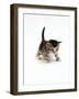 Domestic Cat, 3-Week Ticked-Tabby Kitten-Jane Burton-Framed Photographic Print