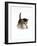 Domestic Cat, 3-Week Ticked-Tabby Kitten-Jane Burton-Framed Photographic Print