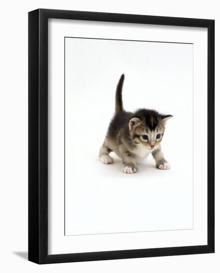 Domestic Cat, 3-Week Ticked-Tabby Kitten-Jane Burton-Framed Photographic Print