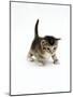 Domestic Cat, 3-Week Ticked-Tabby Kitten-Jane Burton-Mounted Photographic Print