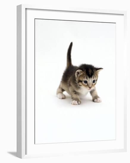 Domestic Cat, 3-Week Ticked-Tabby Kitten-Jane Burton-Framed Photographic Print