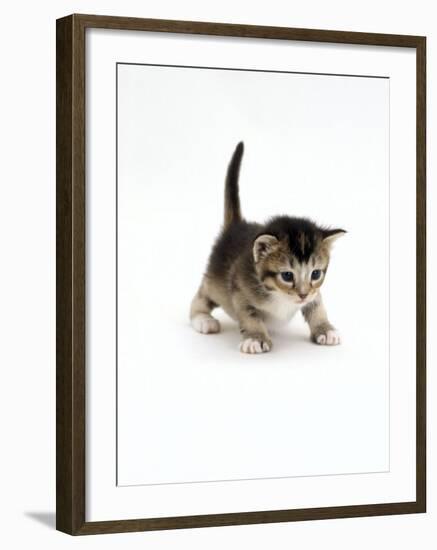 Domestic Cat, 3-Week Ticked-Tabby Kitten-Jane Burton-Framed Photographic Print