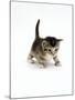 Domestic Cat, 3-Week Ticked-Tabby Kitten-Jane Burton-Mounted Photographic Print