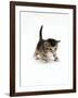 Domestic Cat, 3-Week Ticked-Tabby Kitten-Jane Burton-Framed Photographic Print