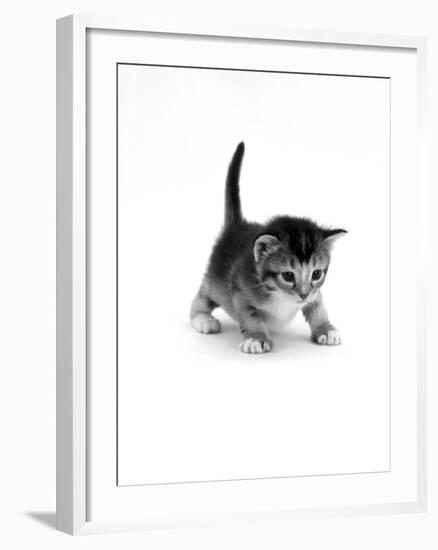 Domestic Cat, 3-Week Ticked-Tabby Kitten-Jane Burton-Framed Photographic Print