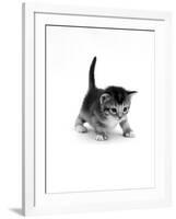 Domestic Cat, 3-Week Ticked-Tabby Kitten-Jane Burton-Framed Photographic Print