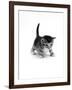 Domestic Cat, 3-Week Ticked-Tabby Kitten-Jane Burton-Framed Photographic Print