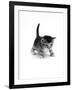 Domestic Cat, 3-Week Ticked-Tabby Kitten-Jane Burton-Framed Photographic Print