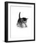 Domestic Cat, 3-Week Ticked-Tabby Kitten-Jane Burton-Framed Photographic Print
