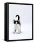 Domestic Cat, 4-Month, Black-And-White Kitten-Jane Burton-Framed Stretched Canvas