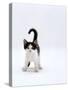 Domestic Cat, 4-Month, Black-And-White Kitten-Jane Burton-Stretched Canvas