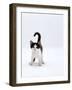 Domestic Cat, 4-Month, Black-And-White Kitten-Jane Burton-Framed Photographic Print